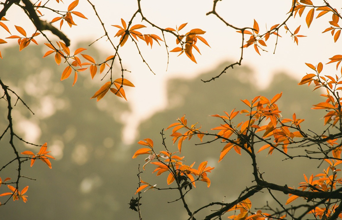 【萊沃醫(yī)療：知識分享】“一涕知秋”，今日立秋，你的鼻子還好嗎？