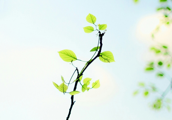 【萊沃醫(yī)療：知識分享】植樹節(jié)：“植”此青綠，擁抱春天，鼻炎黨速看，不踩雷！