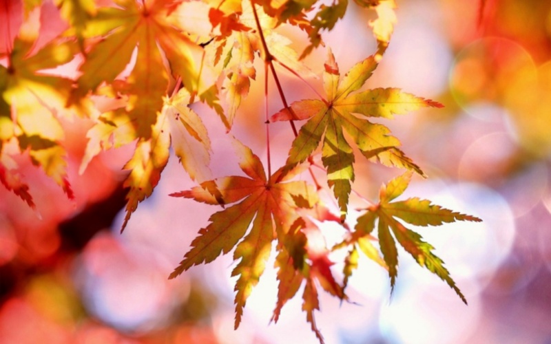 【萊沃醫(yī)療：知識分享】處暑要來了，鼻炎的你還好嗎？